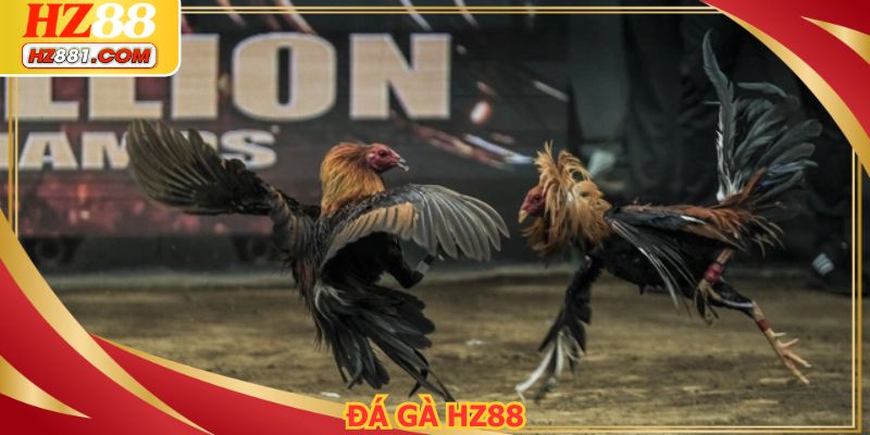 Đá gà HZ88